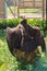 Majestic black vulture perched atop a sturdy tree stump with its wings outstretched