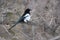 Majestic black white Black billed Magpie perched
