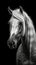 Majestic Black and White Horse on Dark Background.