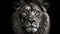 Majestic black and white lion portrait, staring with aggression generated by AI