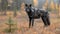 Majestic black wolf, elusive predator in the Canadian Rockies\\\' wilderness beauty, Banff, Lake Louise, Alberta, Canada