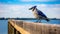 Majestic Blue Jay Perched On Weathered Pier