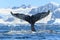 Majestic blue whale gracefully navigating the icy waters of antarctica in a stunning display