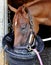 Majestic Bonnie Chestnut Filly