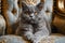 Majestic British Shorthair Cat Lounging on Elegant Vintage Chair with Ornate Patterns
