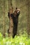 Majestic brown bear climbing on tree in summer forest.