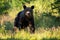 Majestic brown bear standing in forest in summer on a sunny day.