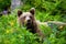 Majestic brown bear standing in greenery and observing surrounding.
