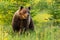 Majestic brown bear standing on meadow in summer nature.