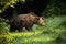 Majestic brown bear walking on meadow in summer nature.