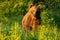 Majestic brown bear walking on meadow in summer at sunset.