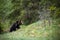 Majestic brown bear walking up a slope covered with grass in summer forest