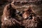 Majestic Brown bears (Ursus arctos)