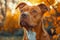 Majestic Brown Dog with Soulful Eyes Sitting Amongst Autumn Leaves at Golden Sunset