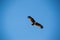 Majestic brown eagle soaring in blue sky