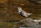 Majestic Brown and white dipper bird perched atop a large rock in a tranquil river