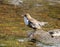 Majestic Brown and white dipper bird perched atop a large rock in a tranquil river