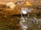 Majestic Brown and white dipper bird perched atop a large rock in a tranquil river