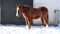 Majestic brown and white horse stands in a wintery landscape