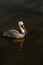 Majestic brown and white pelican leisurely swimming along a tranquil body of water