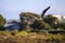 A majestic brown and yellow bird in flight surrounded by homes and lush green trees, grass and plants at Malibu Lagoon