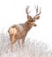 Majestic Buck Deer in the snow