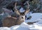 A Majestic Buck Standing in the Snow.