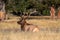 Majestic Bull Elk