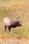 Majestic Bull Elk