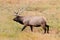 Majestic Bull Elk in Yellowstone Park