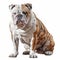 Majestic Bulldog Striking Pose on White Background