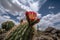 majestic cactus blooming in the desert with blue sky and clouds in the background