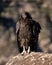 Majestic California condor perched on a rock in Pinnacles National Park