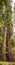 Majestic California redwood trees stretching to the sky