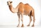 Majestic camel against a white background, camels photo