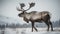 The Majestic Caribou in Winter