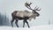 The Majestic Caribou in Winter