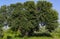 Majestic carob tree in the Puglia countryside. Italy