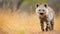 Majestic cheetah in the African wilderness, staring alertly generated by AI