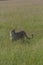 Majestic Cheetah in Savanna landscape