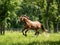 Majestic Chestnut Stallion Running in Meadow