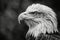 Majestic Close up Portrait of a Bald Eagle in Monochrome, Focused Gaze of an American Iconic Bird