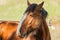 Majestic Clydesdale horse close up.