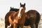 Majestic Clydesdale horses close up.