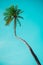 Majestic coconut tree on a sun-kissed beach, framed by a beautiful bright blue sky