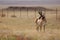 Majestic Colorado pronghorn in a lush fenced pasture, illuminated by the warm light of the sun