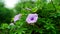 Majestic colorful of fully blooming Ipomoea cairica plant view. Also known of Railway creeper plant.