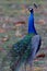 Majestic and colourfull peacock