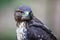 Majestic common buzzard