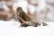 Majestic common buzzard sitting on meadow in winter.